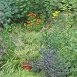 I Love This Plant – Zauschneria ‘Orange Carpet’