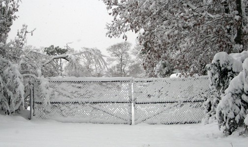 Even a chain link fence is transformed by the snow.