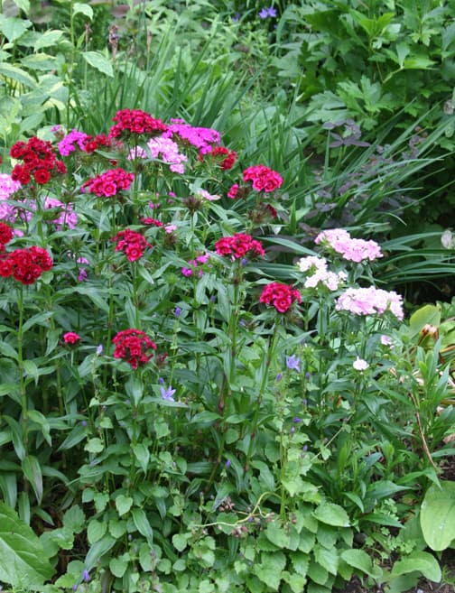 Grow this Dianthus in the perennial garden or cutting garden.