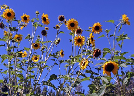 Sunflower seeds that were smaller than a dime grew into these plants that were eight feet tall.