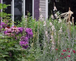 I plant a wide variety of plants that welcome a variety of insects so that there is balance in the garden