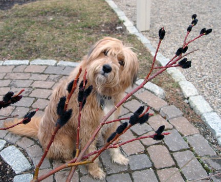 The Dog is puzzled. How could I look at a black pussy willow branch and not him?