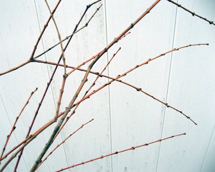 Salix integra 'Hakuro Nishiki' doesn't have fat pussy willow buds, but the stems are elegant and add to the bouquet.