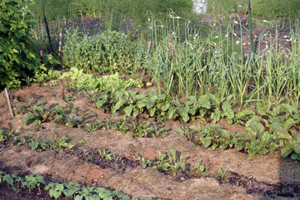 There are many methods you can use in a veggie garden - this one is mulched with a thin layer of dry grass clippings.