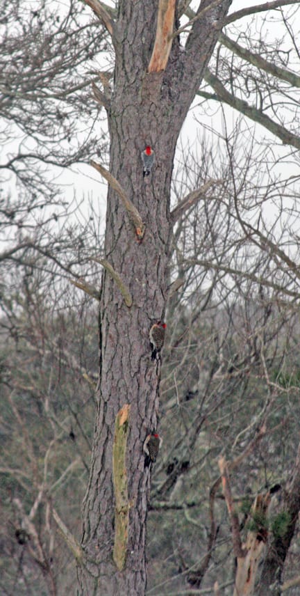 Two flickers, topped by a wood pecker, try to stay out of the wind.