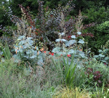 After seeing that silver-blue <em>Macleaya cordata</em> foliage at Chanticleer (www.chanticleergarden.org), how could I not want to plant some?