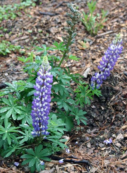 If you love blue and white combos, you\'ll like The Governor. This plant is one that I planted in the wild area at Poison Ivy Acres. I\'m hoping that these lupine will self-seed in my clay soil, and fill the field on the path to the lake.