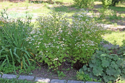 I love feverfew in the garden until mid-July... once it starts to brown, it's time to take these biennials out of the garden and replace them with annuals.