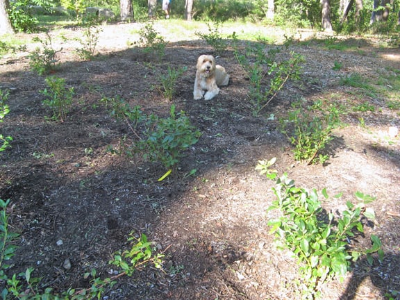 The Dog lays on the cool, weed free soil. I imagine him thinking, "Well, that was easy... now when can we go swimming? 
