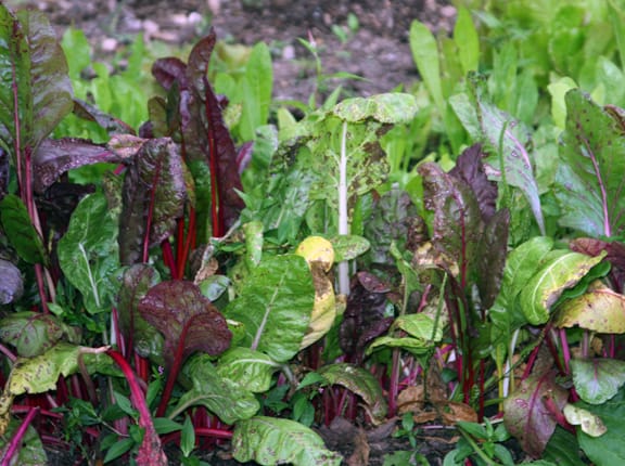 The chard is still lovely from a distance, and when you cook it the fungal spots don't show at all!
