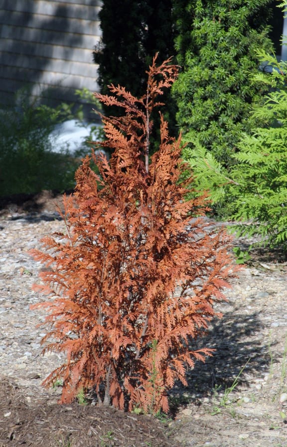 I planted a lovely Lawson Blue cypress where it got hot afternoon sun.  It fried and died.