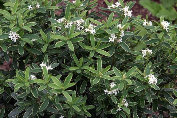 Daphne 'Summer Ice' has beautiful foliage and fragrant flowers.