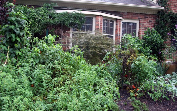 Helen Yoest sited her tomato and vegetable bed where there was the most sun: in the front of the house.  Perfect.