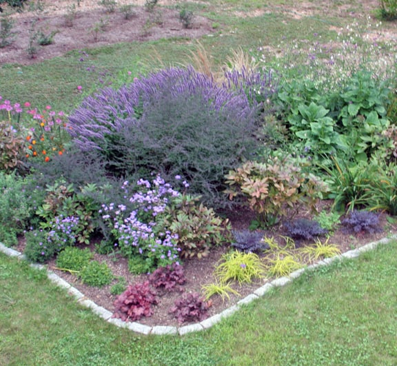 See the tiny bit of tan grass in the back? See the huge 'Lady in Black' aster in the front and the squeezed in Agastache in between. Time to rearrange.