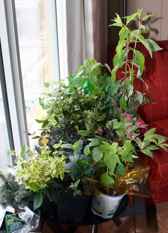 At the garden writer's meeting, the hotel room is used more for plant storage than it is for sleeping. Housekeeping is instructed to please leave the drapes open, and the daily newspapers are used for wrapping for the trip home.