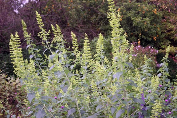 I read that this salvia makes a good cut flower too... I'm ordering some seeds and plants next year, and I'll find out. 