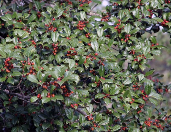 Ilex opaca, whose berries are just beginning to color, reminds me to be as productive and fruitful as possible.