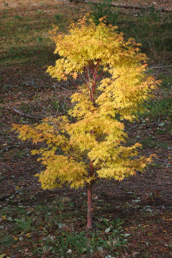 The Acer palmatum 'Sango-kaku says to be as colorful as possible.