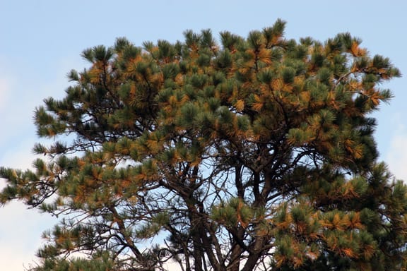 The Pinus rigida drops the older needles so that they won't lose water during the winter.