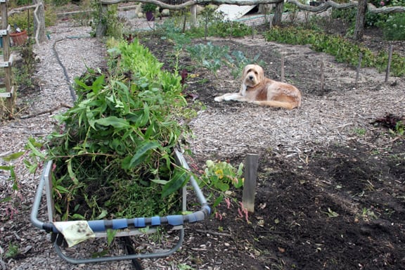 The cart is filled with weeds, seeds and all, and The Dog is clearly exhausted.