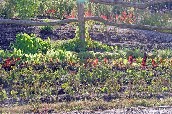 Not too bad from a distance, if you focus on the chard and salad greens. Once you look closely, however, there's a weed party going on.