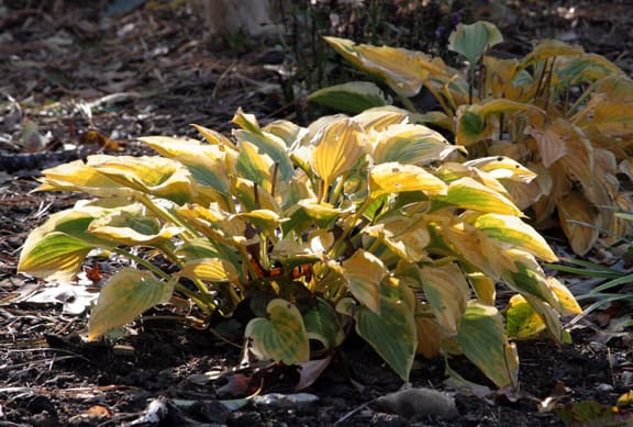 Many varieties of hosta turn yellow in the fall, making them especially beautiful in the morning and evening light.