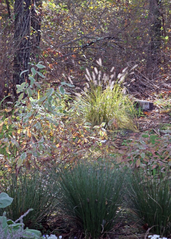  The fountain grass, (Pennisetum alopecuroides) at the back of the rain garden, is illuminated every morning.
