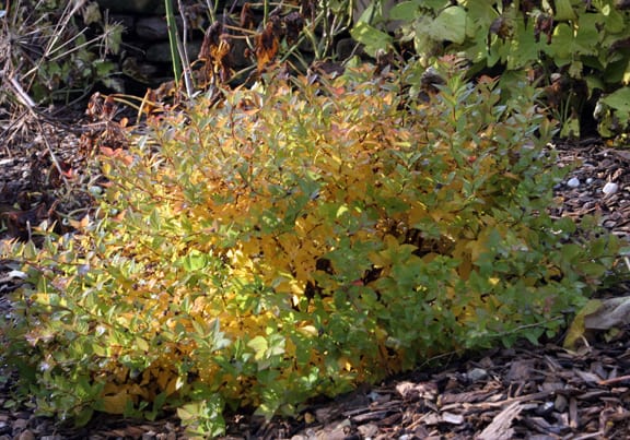 Plants with yellow foliage, such as this 'Magic Carpet' Spirea, catch the light all season.