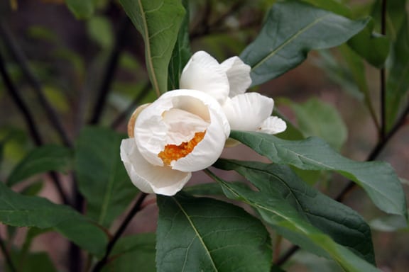 In September and October my Franklinia is filled with these crisp, white flowers. Thanks, John and William!