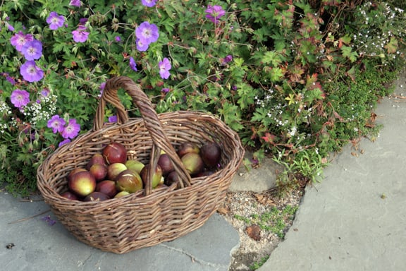 A basket of figs sits next to a Geranium 'Rozanne', which is still filled with flowers. 