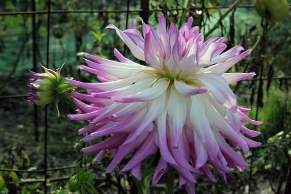 As October goes by, I try to cherish each beautiful dahlia... they won't be here for very much longer.