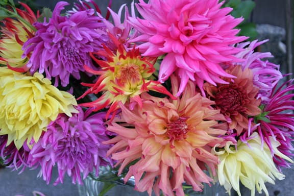 Each one of these flowers was so spectacular on its own that it was difficult to put them together in a vase... I wanted to display each blossom on its own.