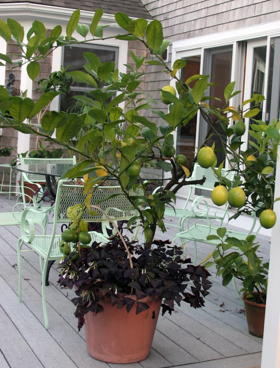 Three pots of Meyer lemons spend the summer on the deck, growing well in the fresh air and sunshine.