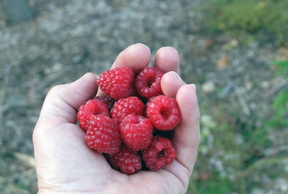 If we last into November without a hard frost, there will be many more handfuls of berries to pick.