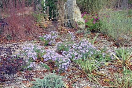OK, this part of the dry garden looks fine, but the photo shows more mulch than I'd like. I guess when I was there with the camera, I was focused on the plants and not the ground.