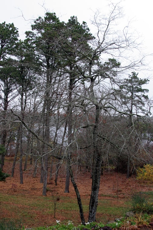 In the foreground, the swamp maple. In the background, some other maples, oaks and pitch pines.