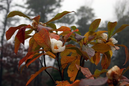 And look at this Franklinia - Foliage color and flowers!
