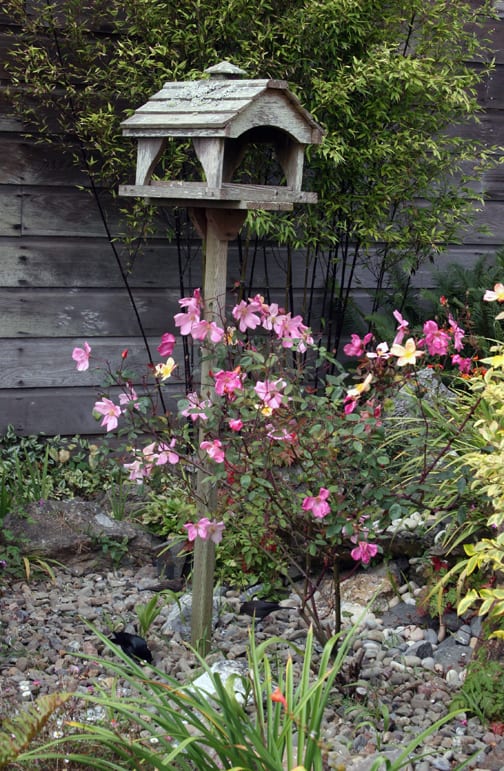 See the arrangement of rocks underneath? Even this determined black birds don't upset this covering. Brilliant! 