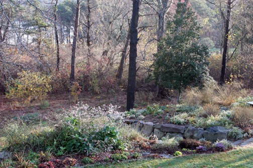 Poison Ivy Acres is larger than my former garden, and calls for even larger groups of plants. I'm just getting started.