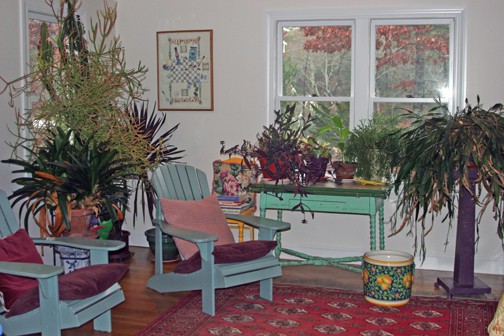 I admit that the banana tree is a bit hard to see with all of the plants that I've crammed in this room for the winter. It's on the table, second from the right.