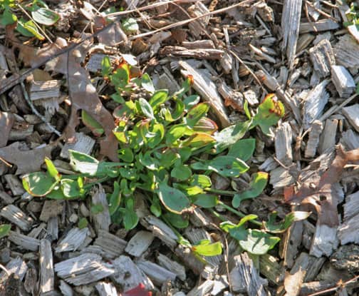 Sorrel flourishes where the soil is acidic. 