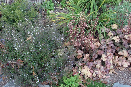 This Calamintha nepetoides, on the left, and the Heuchera 'Pinot Gris' on the right, need slightly different treatment. The Heuchera needs to be deadheaded in order to keep blooming all summer and into November. The Calamintha, however, needs no attention whatsoever to keep it flowering.