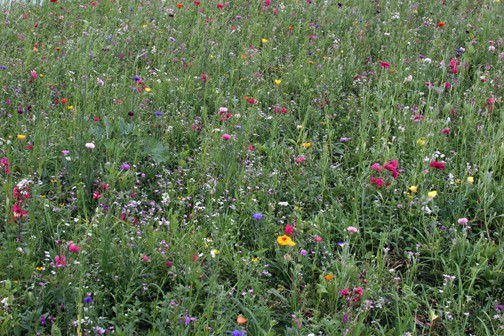 Some plain green, some bright spots of color. Weeds mixed with desirable plants. This is a meadow, similar to many of our days.