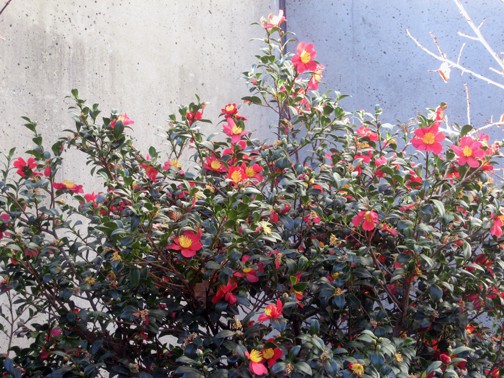  Camellias in bloom at the Embarcadero Center.