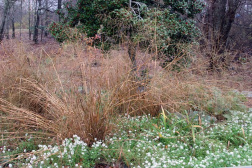 I leave all of the native grasses in the garden through the winter. Here, a Panicum sprawls at the edge of the fragrance garden. No, it's not fragrant... I just parked it here last year, and will move it down to the wild area next spring. 