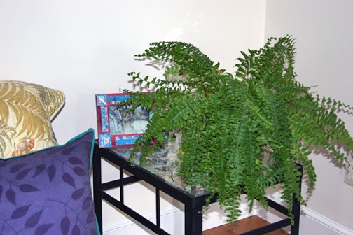 This is the best looking of the four ferns, so it goes in the front room.