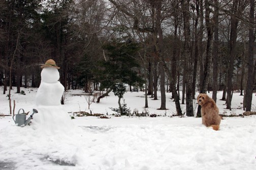 Snow Gardener and The Dog