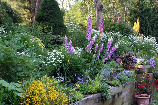 In June, the onions are just beginning to form their top bulblets - here they are just above the white feverfew that is just to the left of the foxgloves.