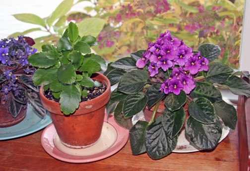 My two African violets thrive in this bright Northern window, and they seem to well when I allow them to go a bit dry between waterings. 