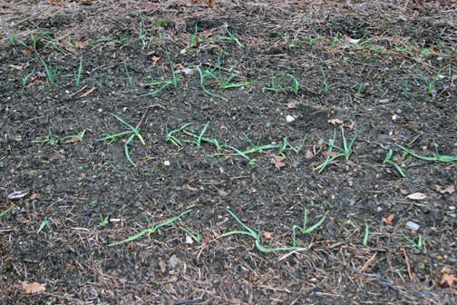 I see garlic sprouted in the veggie garden, and it reminds me that spring is already in the works.
